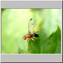 Geomyza sp - Saftfliege 01b.jpg